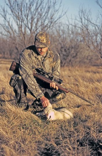 Since its inception in the late 1950s, the .223 Remington has been a perennial favorite of fur hunters for its accuracy potential and mild recoil.